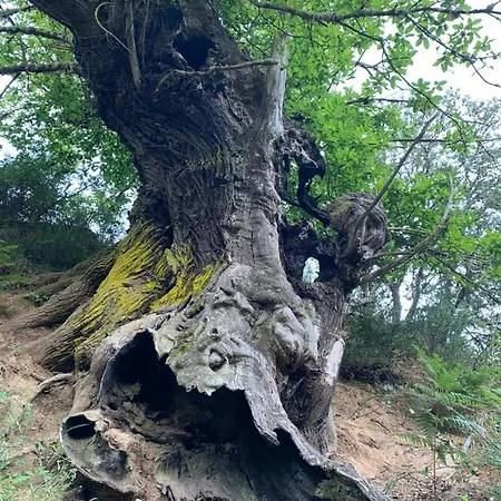 公寓 马杜拉斯公寓 Covas (Pontevedra)